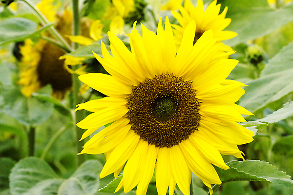 포토 JPG 해외이미지 식물 계절 꽃 나비 꽃무늬 밭 농업 자연 해바라기 풍경 사람없음 초록색 여름 햇빛 태양 노란색 개화 벌 해외202004 해외포토 자연요소 산업 컬러 곤충 무늬 생태계 파일형식 이미지허브