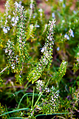 포토 JPG 해외이미지 음식 잎 재료 사람없음 초록색 정원 로즈메리 해외202004 해외포토 식물 컬러 허브 파일형식 이미지허브