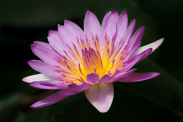 포토 JPG 해외이미지 식물 공원 꽃잎 꽃 백그라운드 잎 꽃무늬 자연 표면 동양인 사람없음 야외 가로 환경 정원 보라색 검은색 침묵 벚꽃 개화 부드러움 내추럴 강렬 이국적 취급주의 해외202004 해외포토 공공시설 컬러 무늬 경고 인종 소리 감각 생태계 파일형식 이미지허브