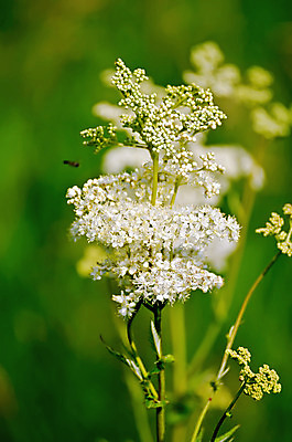 포토 JPG 해외이미지 식물 계절 꽃잎 꽃 백그라운드 밭 가족 자연 풍경 사람없음 야외 세로 초록색 여름 약 머리 활발 들꽃 벚꽃 흰색 시골 신선 개화 허브 유기농 장면 해외202004 해외포토 웰빙 컬러 컨셉 농업 의학 관계 신체부위 생태계 파일형식 이미지허브