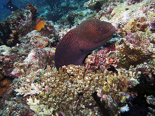 포토 JPG 해외이미지 동물 바다 어류 사람없음 파란색 수중 산호 큼 인도인 장어 암초 거인 몰디브 깊이 해외202004 해외포토 외국인 아시아 컬러 동양인 수중동물 자포동물 크기 파일형식 이미지허브
