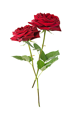 포토 JPG 해외이미지 식물 꽃잎 꽃 줄기 잎 자연 사람없음 장식 장미 흰색 쌍 해외202004 해외포토 컬러 생태계 파일형식 이미지허브