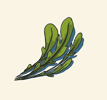 EPS 해외이미지 식물 디자인 음식 잎 농업 다이어트 채소 일러스트 재료 건강 요리 초록색 샐러드 로켓 흰색 나뭇가지 신선 맛 먹기 허브 향신료 오브젝트 유기농 매움 날것 내추럴 고립 루꼴라 엘리먼트 영양분 채식주의자 그리너리 해외202004 해외일러스트 나무 웰빙 산업 컬러 컨셉 모션 채식 향미료 파일형식 벡터 트랜드컬러 이미지허브