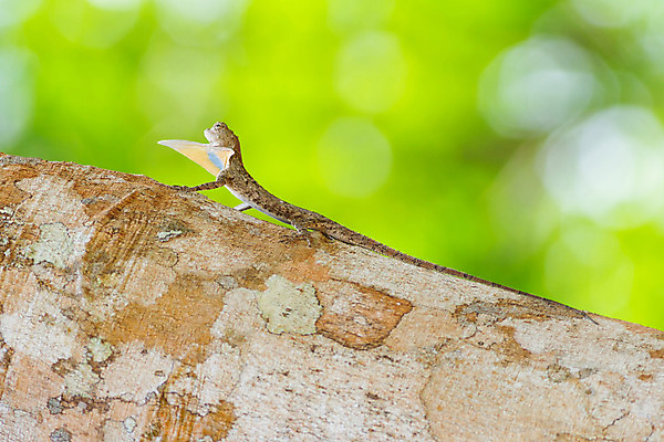 포토 JPG 해외이미지 동물 아시아 야생동물 백그라운드 파충류 태국 자연 생물 동양인 사람없음 열대우림 고립 이국적 특별함 해외202004 해외포토 나라 컨셉 인종 숲 생태계 파일형식 이미지허브