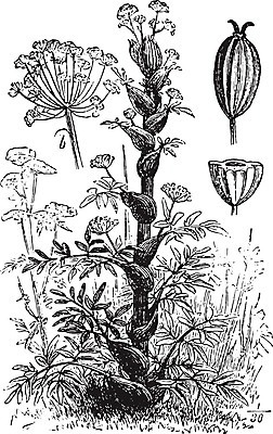 EPS 해외이미지 식물 꽃 줄기 잎 일러스트 자연 미술 검은색 수확 골동품 성장 흰색 역사 약초 허브 그림 생물학 판화 내추럴 라텍스 영원 옛날 해외202004 해외일러스트 교육 컬러 농업 문화예술 풀_식물 생태계 파일형식 벡터 이미지허브