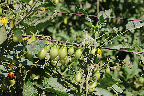 포토 JPG 해외이미지 식물 음식 잎 농업 다이어트 토마토 채소 과일 재료 자연 건강 사람없음 빨간색 초록색 여름 농작물 태양 농장 정원 맑음 샐러드 성장 나뭇가지 신선 체리 달콤 맛 작음 다발 먹기 유기농 원예 날것 포도나무 국산 내추럴 밭일 숙성 온실 채식주의자 세련 해외202004 해외포토 자연요소 나무 웰빙 계절 산업 컬러 컨셉 모션 날씨 취미 크기 과일나무 생태계 채식 파일형식 이미지허브