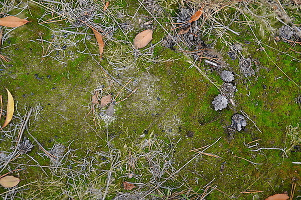 포토 JPG 해외이미지 나무 계절 공원 백그라운드 잎 패턴 자연 이끼 사람없음 야외 초록색 갈색 노란색 환경 정원 가을 숲 땅 질감 내추럴 땅바닥 해외202004 해외포토 식물 공공시설 컬러 무늬 바닥 생태계 파일형식 이미지허브