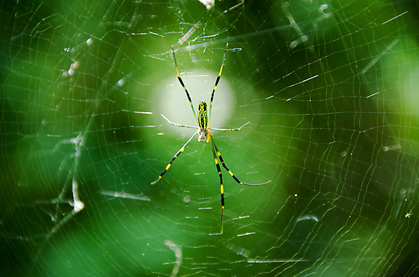 포토 JPG 해외이미지 동물 여자 바나나 사람없음 노란색 일본 검은색 웹 독약 원형 그물 황금 위험 큼 실크 거미 토막 오싹 해외202004 해외포토 도형 아시아 컬러 곤충 컨셉 인터넷 과일 사람 직물 크기 파일형식 이미지허브