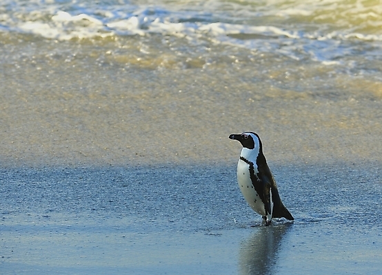 포토 JPG 해외이미지 동물 공원 야생동물 모래 바다 날개 가족 모션 아프리카 자연 조류 종류 사람없음 야외 물 검은색 산책 황무지 망토 펭귄 타운 멸종 남쪽 남아프리카 서쪽 전국 해외202004 해외포토 자연요소 공공시설 나라 컬러 관계 휴식 도시 방향 생태계 파일형식 이미지허브