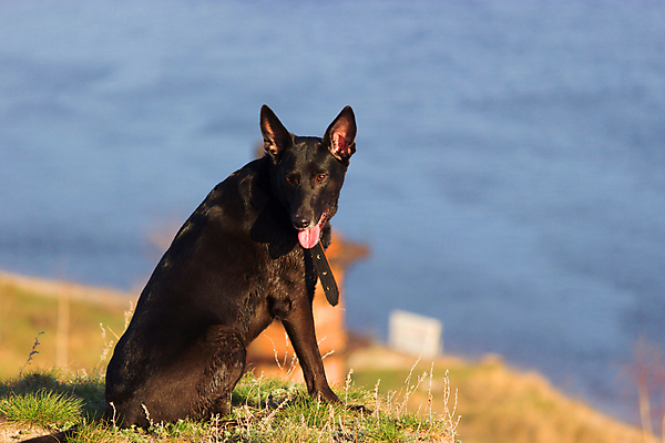 포토 JPG 해외이미지 동물 응시 계절 행복 바다 겨울 자연 미래 휴식 건강 사랑 앉기 사람없음 야외 여름 반려동물 햇빛 태양 일출 맑음 희망 침묵 일몰 자유 가을 관찰 개 강아지 고독 테리어 손목시계 명상 호기심 사냥 장면 무료 파라다이스 혼자 해외202004 해외포토 자연요소 시선 감정 시계 컨셉 장신구 포유류 모션 날씨 노을 소리 생태계 파일형식 이미지허브