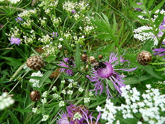 포토 JPG 해외이미지 식물 꽃 곤충 백그라운드 밭 자연 사람없음 초록색 세트 맑음 벚꽃 생물학 동물상 호박벌 해외202004 해외포토 동물 교육 컬러 농업 날씨 조형물 벌_곤충 생태계 파일형식 이미지허브