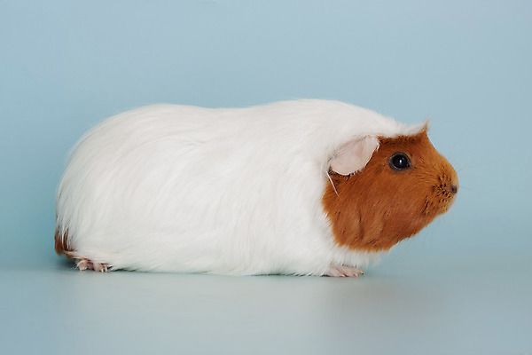 포토 JPG 해외이미지 동물 포유류 털 사람없음 반려동물 설치류 작음 해외202004 해외포토 크기 파일형식 이미지허브