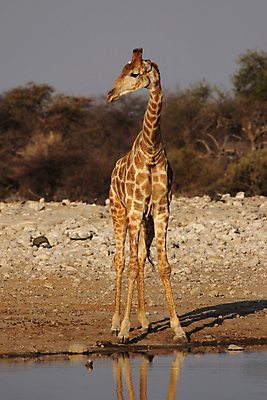 포토 JPG 해외이미지 동물 야생동물 포유류 아프리카 자연 하늘 털 사람없음 물 노란색 머리 큼 기린 사파리 나미비아 스텝 해외202004 해외포토 자연요소 나라 컬러 신체부위 크기 생태계 남아프리카 파일형식 이미지허브