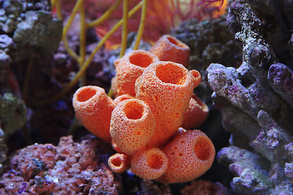 포토 JPG 해외이미지 사람없음 수중 닫기 수족관 해외202004 해외포토 모션 파일형식 이미지허브