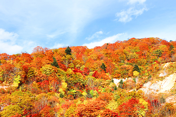 포토 JPG 해외이미지 나무 구름 단풍 잎 오렌지 하늘 사람없음 초록색 파란색 일본 가을 해외202004 해외포토 자연요소 식물 계절 아시아 컬러 과일 파일형식 이미지허브