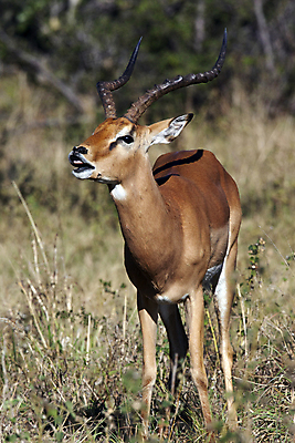 포토 JPG 해외이미지 동물 남자 야생동물 포유류 아프리카 자연 사슴 사람없음 사파리 영양 가젤 동물상 보츠와나 해외202004 해외포토 나라 사람 조형물 생태계 파일형식 이미지허브