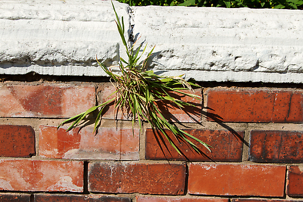 포토 JPG 해외이미지 벽 잎 벽돌 사람없음 빨간색 초록색 흰색 가리킴 잡초 시멘트 해외202004 해외포토 식물 컬러 손짓 파일형식 이미지허브