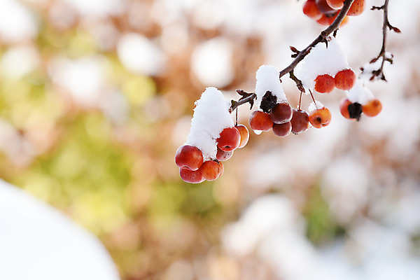 포토 JPG 해외이미지 나무 식물 계절 겨울 과일 자연 사람없음 빨간색 냉동 추위 나뭇가지 사과 보케 해외202004 해외포토 컬러 생태계 파일형식 이미지허브