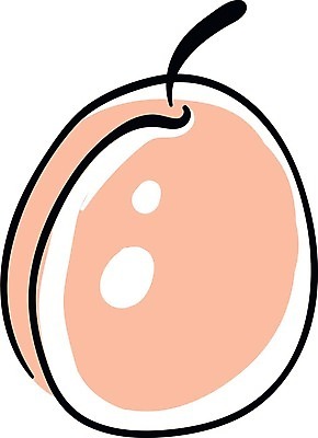 EPS 해외이미지 식물 음식 일러스트 수채화 스케치 그림 복숭아 살구 해외202004 해외일러스트 과일 미술 파일형식 벡터 문화예술 이미지허브