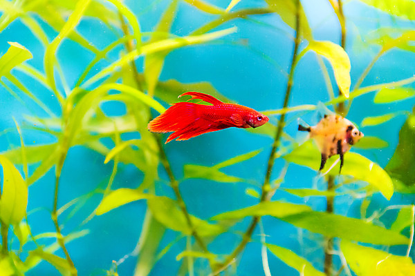 포토 JPG 해외이미지 바다 어류 사람없음 물 금붕어 앵무새 소금 수족관 수탉 터키석 해외202004 해외포토 자연요소 조류 수중동물 닭 보석 수컷 파일형식 이미지허브