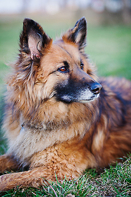 포토 JPG 해외이미지 동물 1 응시 포즈 백그라운드 포유류 털 가면 경비 앉기 사람없음 야외 반려동물 갈색 우주 검은색 흰색 업무 오픈 양치기 경찰 개 자르기 혀 경계 슛 송곳니 고립 복종 옛날 유래 해외202004 해외포토 직업 시선 컬러 모션 안전 작업 입 치아 보호 파일형식 이미지허브