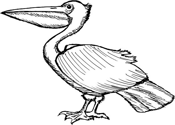 EPS 해외이미지 동물 손 야생동물 바다 일러스트 조류 하늘 만화 스케치 펠리컨 깃털 손그림 해외202004 해외일러스트 미술 신체부위 파일형식 벡터 이미지허브