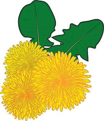 EPS 해외이미지 식물 계절 꽃 백그라운드 잎 꽃무늬 밭 일러스트 자연 여름 노란색 건강관리 봄 벚꽃 흰색 민들레 허브 그림 생물학 아로마 아로마테라피 내추럴 해외202004 해외일러스트 교육 컬러 무늬 농업 건강 관리 생태계 테라피 파일형식 벡터 이미지허브