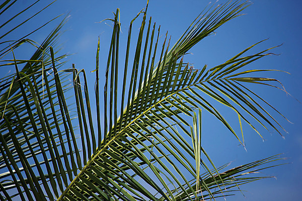 포토 JPG 해외이미지 나무 식물 백그라운드 잎 패턴 자연 추상 손바닥 미술 사람없음 초록색 여름 정원 나뭇가지 신선 숲 묘사 질감 코코넛 내추럴 해외202004 해외포토 손 계절 컬러 무늬 과일 문화예술 생태계 파일형식 이미지허브
