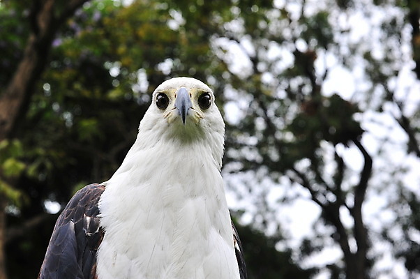 포토 JPG 해외이미지 동물 1 공원 얼굴 야생동물 여행 백그라운드 날개 아프리카 자연 조류 어류 앉기 성인 사람없음 야외 갈색 머리 검은색 힘 흰색 오픈 황무지 닫기 큼 먹이 사파리 깃털 묘사 싱글 부리 날카로움 독수리 사냥꾼 남쪽 계산서 내추럴 독립 보츠와나 해외202004 해외포토 직업 공공시설 나라 컬러 모션 사람 신체부위 수중동물 크기 방향 생태계 파일형식 이미지허브