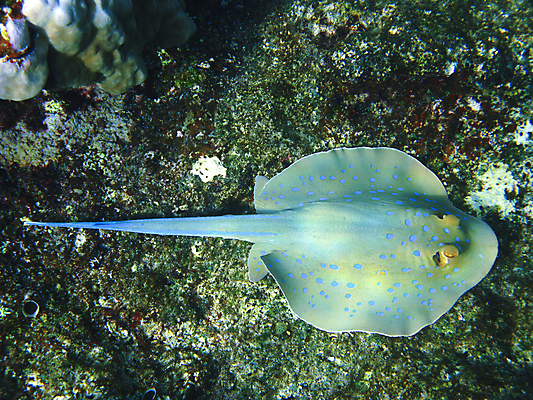 포토 JPG 해외이미지 동물 야생동물 바다 아프리카 자연 휴가 휴식 바닥 이집트 어류 사람없음 초록색 물 파란색 수중 독약 수비 스노클링 산호 위험 암초 발견 깊이 동물상 이국적 해외202004 해외포토 자연요소 나라 컬러 컨셉 모션 조형물 수중동물 수상스포츠 자포동물 생태계 파일형식 이미지허브