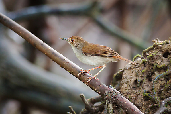 포토 JPG 해외이미지 남자 백그라운드 태국 자연 조류 사람없음 갈색 점프 흰색 나뭇가지 숲 작음 내추럴 해외202004 해외포토 나무 동물 아시아 컬러 모션 사람 크기 생태계 파일형식 이미지허브