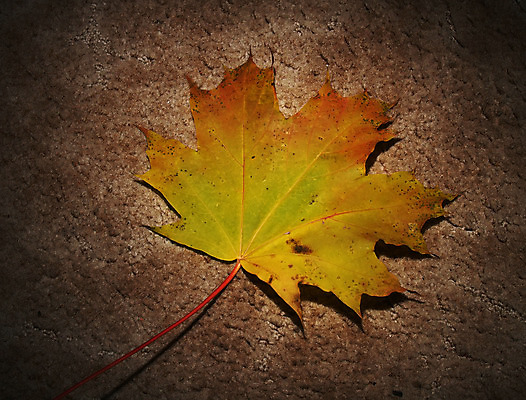 포토 JPG 해외이미지 나무 식물 계절 공원 백그라운드 단풍 잎 오렌지 자연 추상 기술 사람없음 빨간색 갈색 노란색 환경 활발 젖음 가을 화려 황금 숲 9월 11월 수집 질감 장면 10월 해외202004 해외포토 공공시설 컬러 컨셉 무늬 과일 날짜 생태계 파일형식 이미지허브