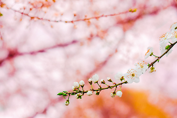 포토 JPG 해외이미지 나무 계절 꽃 분홍색 자연 사람없음 야외 가로 햇빛 환경 일본 봄 성장 벚꽃 흰색 나뭇가지 시골 개화 체리 그룹 4월 시작 유기농 장면 해외202004 해외포토 식물 웰빙 아시아 컬러 과일 태양 날짜 생태계 파일형식 이미지허브