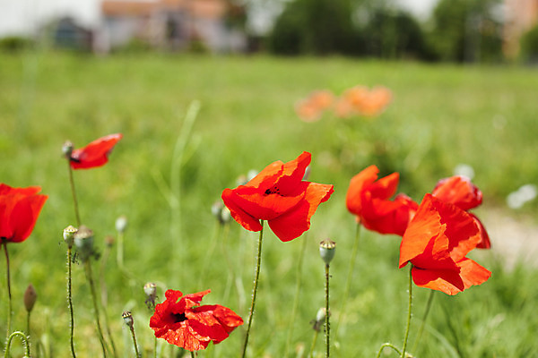 포토 JPG 해외이미지 식물 계절 꽃 꽃다발 잎 과일 전구 자연 발렌타인데이 선물 잔디 사람없음 초록색 컬러풀 정원 봄 벚꽃 나뭇가지 냄비 그늘 수분 시원함 냄새 양귀비 해외202004 해외포토 나무 컬러 데이이벤트 솥 생태계 파일형식 이미지허브