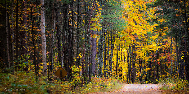 포토 JPG 해외이미지 나무 계절 도로 낙엽 잎 오렌지 자연 조명 풍경 사람없음 야외 컬러풀 노란색 평화 침묵 가을 신선 황무지 숲 시원함 자원 내추럴 삼림지대 해외202004 해외포토 식물 길 컬러 컨셉 과일 교통시설 소리 생태계 파일형식 이미지허브