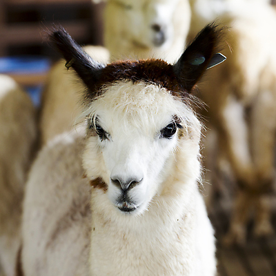 포토 JPG 해외이미지 동물 밭 농업 포유류 포옹 자연 하늘 털 3 서기 사람없음 야외 가로 반려동물 농장 갈색 머리 흰색 시골 그룹 유머 군중 솜털 양모 라마 밭일 알파카 양털 이국적 페루 해외202004 해외포토 감정 산업 컬러 안기 모션 사람 신체부위 직물 남아메리카 생태계 파일형식 이미지허브
