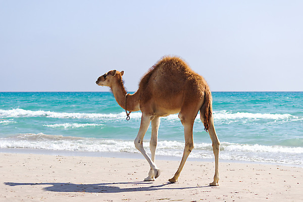 포토 JPG 해외이미지 동물 모래 바다 여행 포유류 아프리카 자연 건조 그림자 사람없음 갈색 걷기 뜨거움 모래언덕 낙타 사하라 송아지 단봉낙타 해외202004 해외포토 나라 새끼 컬러 모션 사막 소 언덕 생태계 파일형식 이미지허브