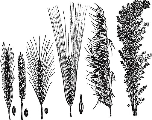 EPS 해외이미지 식물 줄기 일러스트 자연 미술 씨앗 검은색 수확 골동품 흰색 역사 낟알 시리얼 밀 그림 생물학 보리 판화 내추럴 수수 옛날 귀리 해외202004 해외일러스트 교육 음식 컬러 농업 문화예술 곡류 생태계 파일형식 벡터 이미지허브