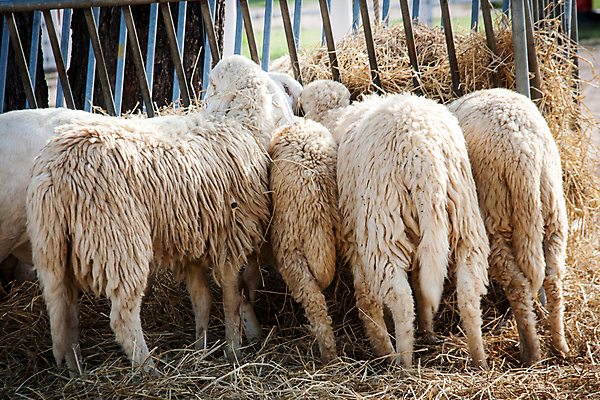 포토 JPG 해외이미지 동물 응시 농업 포유류 하늘 밥 건조 육류 사람없음 야외 초록색 농장 평화 맑음 가축 봄 흰색 시골 신선 양 양치기 군중 밀짚 양모 땅바닥 밭일 해외202004 해외포토 직업 시선 계절 산업 음식 컬러 컨셉 식재료 날씨 바닥 사람 직물 짚 파일형식 이미지허브