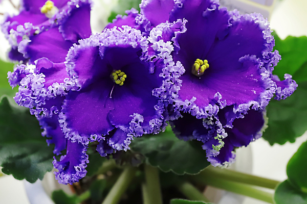 포토 JPG 해외이미지 식물 여자 기념일 꽃 꽃다발 결혼 백그라운드 컨셉 잎 결혼식 휴가 주택 사람없음 내부 파란색 우주 보라색 봄 활발 벚꽃 흰색 축하 신선 오픈 신용카드 생일 개화 우아함 닫기 제비꽃 원예 내추럴 2월 비올라 탄자니아 어머니의날 제의 해외202004 해외포토 계절 컬러 모션 아프리카 사람 이벤트 취미 건물 금융 날짜 미국문화 파일형식 찰현악기 이미지허브