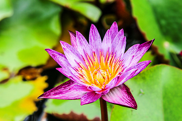 포토 JPG 해외이미지 식물 공원 꽃잎 꽃 아시아 호수 분홍색 백그라운드 잎 꽃무늬 자연 표면 동양인 사람없음 야외 초록색 물 빛 햇빛 반사 정원 보라색 봄 벚꽃 흰색 연못 개화 싱글 내추럴 해외202004 해외포토 자연요소 계절 공공시설 나라 컬러 무늬 인종 태양 생태계 파일형식 이미지허브