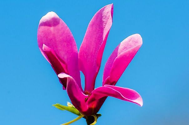 포토 JPG 해외이미지 식물 계절 꽃잎 꽃 분홍색 꽃무늬 자연 하늘 사람없음 야외 봄 성장 벚꽃 나뭇가지 신선 개화 싱글 목련 내추럴 해외202004 해외포토 나무 컬러 무늬 생태계 파일형식 이미지허브