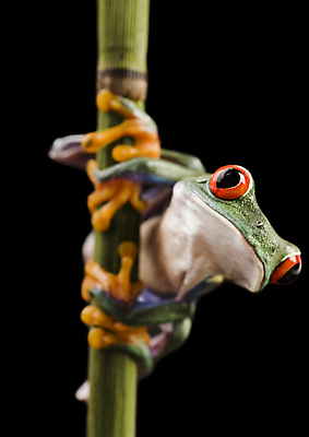 포토 JPG 해외이미지 한마리 야생동물 검은배경 실내 매달리기 양서류 사람없음 청개구리 잎줄기 해외202004 해외포토 동물 1 줄기 백그라운드 모션 개구리 내부 검은색 파일형식 이미지허브