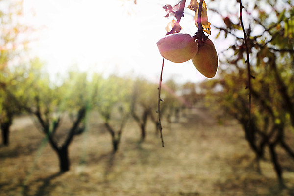 포토 JPG 해외이미지 나무 식물 음식 백그라운드 잎 농업 과일 재료 자연 사람없음 초록색 여름 태양 농장 정원 일몰 견과류 수확 광선 껍질 나뭇가지 지중해 유기농 아몬드 내추럴 밭일 해외202004 해외포토 자연요소 웰빙 계절 산업 바다 컬러 노을 생태계 파일형식 이미지허브