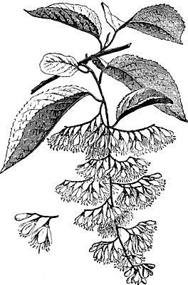 EPS 해외이미지 나무 꽃 선 일러스트 미술 검은색 수확 종 흰색 은색 그림 판화 헌병 해외202004 해외일러스트 식물 컬러 농업 문화예술 군인 파일형식 벡터 이미지허브