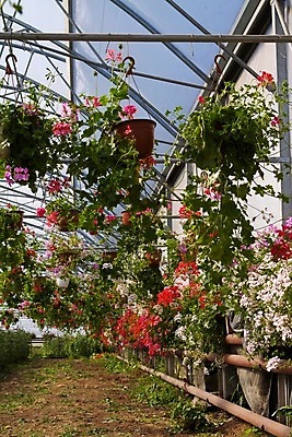 포토 JPG 해외이미지 식물 꽃 농업 자연 사람없음 장식 초록색 여름 환경 정원 화목 봄 놀이방 성장 개화 냄비 원예 내추럴 모종 묘목 심기 영원 온실 제라늄 해외202004 해외포토 나무 계절 산업 컬러 컨셉 모션 취미 솥 생태계 파일형식 이미지허브