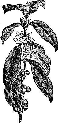 EPS 해외이미지 커피 선 과일 일러스트 미술 씨앗 검은색 수확 성장 흰색 체리 준비 그림 판화 아라비카 아열대 해외202004 해외일러스트 식물 음료 컬러 농업 문화예술 파일형식 벡터 이미지허브
