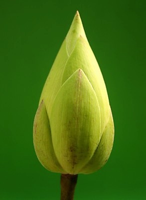 포토 JPG 해외이미지 식물 전통 디자인 공원 꽃잎 꽃 아시아 호수 분홍색 백그라운드 컨셉 잎 꽃무늬 자연 벽지 휴식 연꽃 동양인 풍경 사람없음 초록색 물 여름 환경 정원 벚꽃 연못 신선 개화 닫기 맛 심볼 순수 아로마 내추럴 스타일 정확 해외202004 해외포토 자연요소 계절 공공시설 나라 컬러 무늬 모션 인종 생태계 파일형식 이미지허브