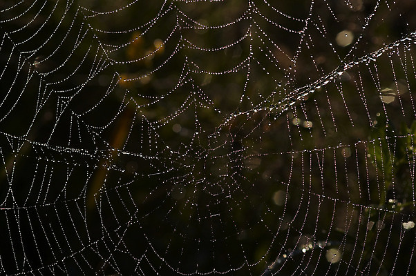 포토 JPG 해외이미지 백그라운드 목걸이 자연 추상 사람없음 빛 젖음 떨어짐 이슬 거미줄 구슬 만족 섬유 물갈퀴 필라멘트 해외202004 해외포토 감정 컨셉 무늬 장신구 직물 생태계 파일형식 이미지허브