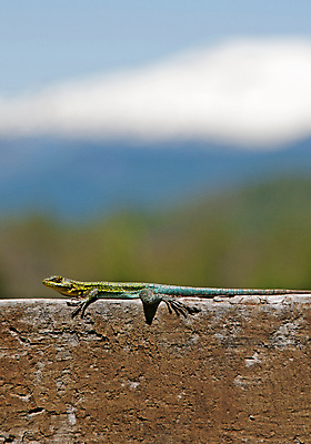 포토 JPG 해외이미지 야생동물 파충류 자연 사람없음 야외 미국 이구아나 칠레 남쪽 해외202004 해외포토 동물 북아메리카 남아메리카 방향 생태계 파일형식 이미지허브